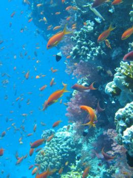 Red Sea Heaven by Thijs Friederich 